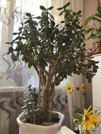 Денежное дерево