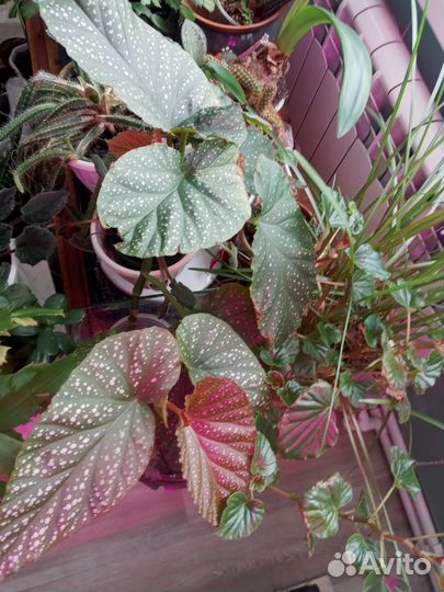 Комнатные цветы