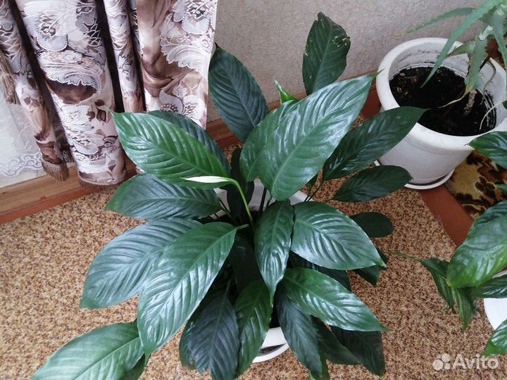 Спатифиллум