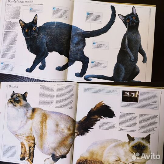 Кошки. Все породы. Большая Книга - энциклопедия