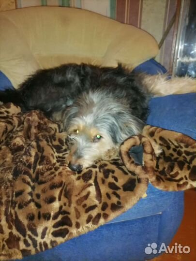 Собаки бесплатно в добрые руки