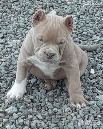 Американский булли