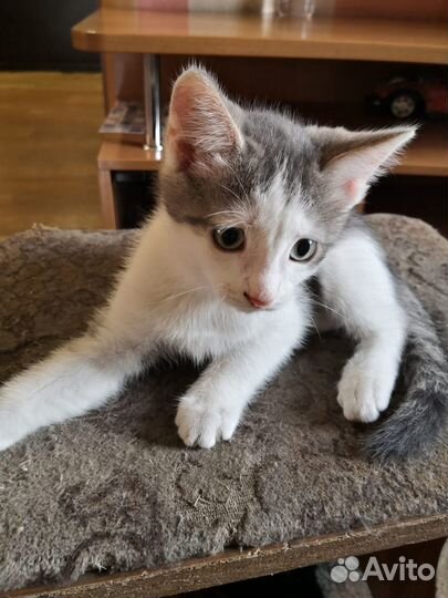 Котенок мальчик бесплатно