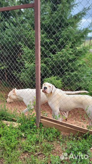 Зоогостиница для собак, передержка