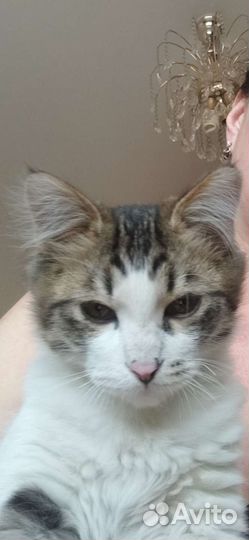 Кошки бесплатно