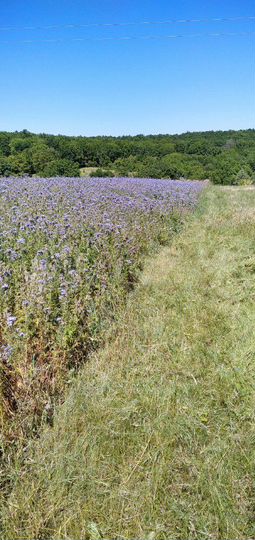 Участок 33 сот. (ИЖС)