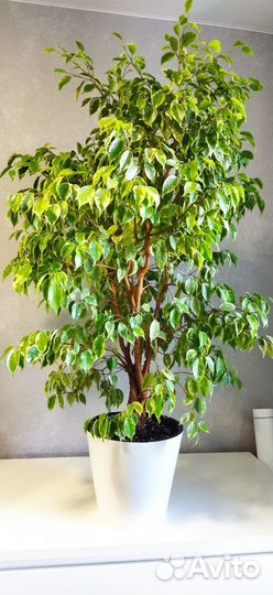 Фикус бенджамина Кинки