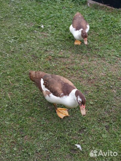 Индоутята подрощенные