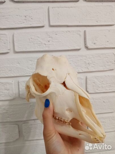 Череп козла