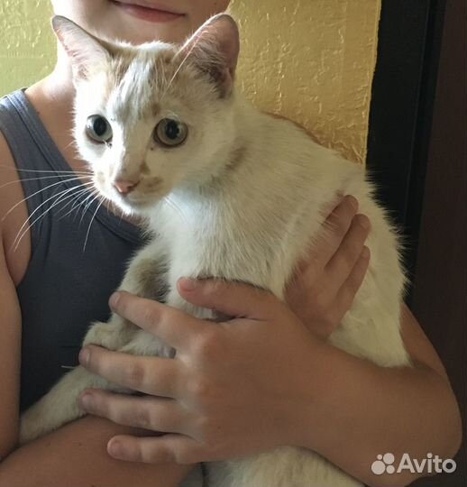 Кошка в добрые руки