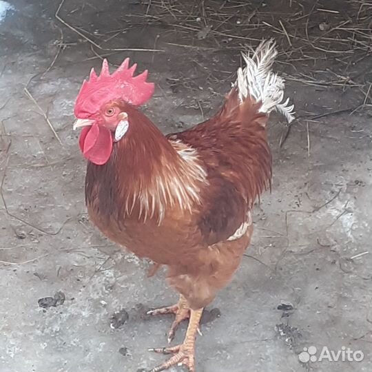 Продам петуха