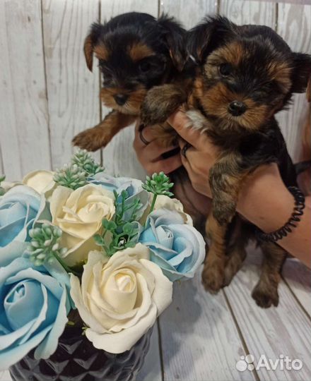 Йоркширский терьер щенки девочки