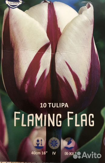 Луковицы тюльпанов