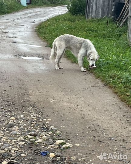 Лабрадор девочка в добрые руки