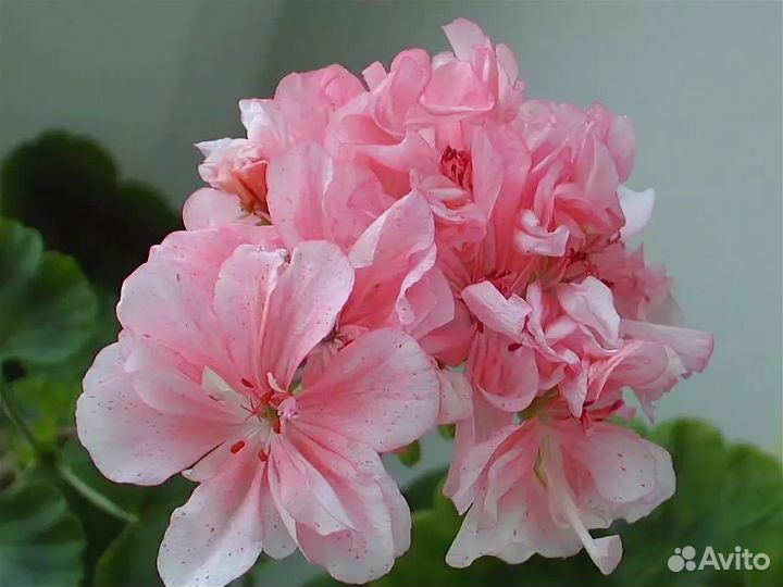 Сортовая пеларгония Susie Beauty