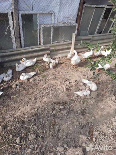 Гуси и индоутки