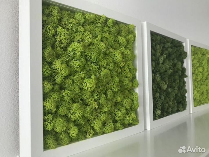 Стабилизированный мох для декора