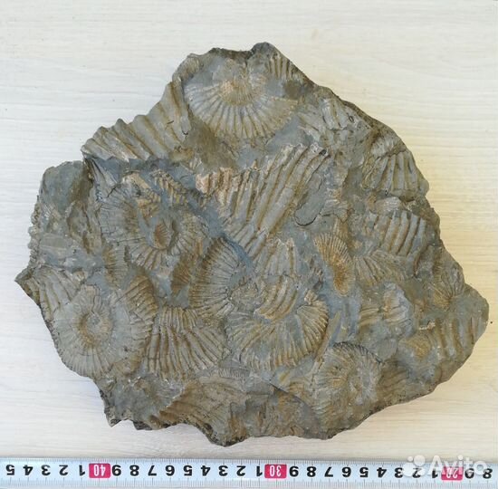 Древнее дно моря 2