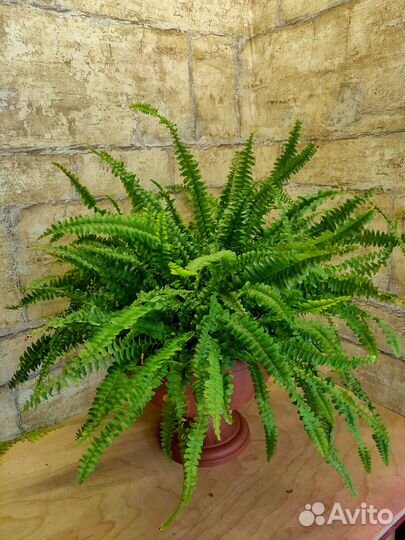 Папоротники