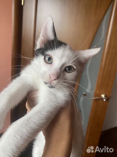 Котенок мальчик