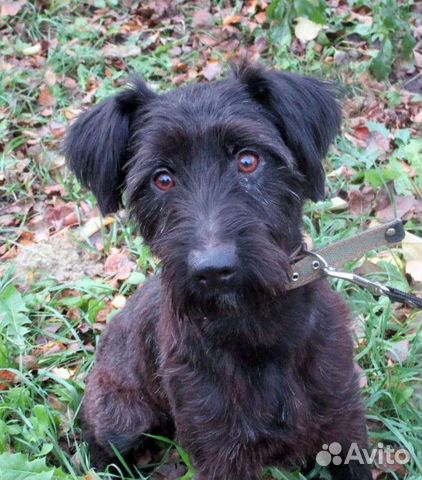 Собака в дар