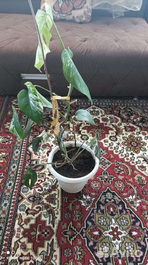 Манстера альба