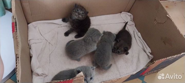 Британские котята