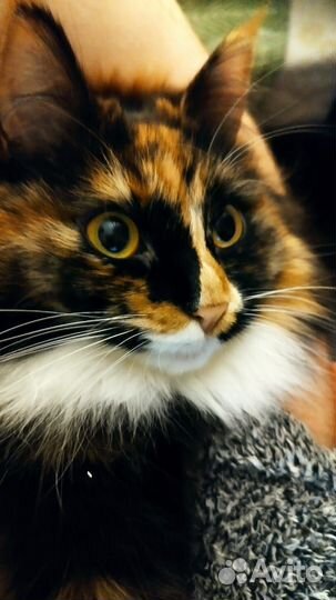 Кошка в дар бесплатно