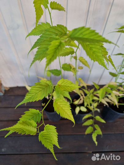 Керия японская махровая