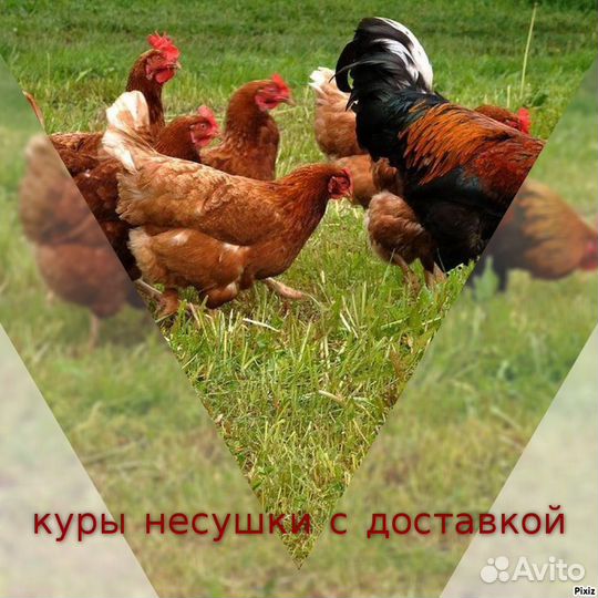 Куры в ассортименте