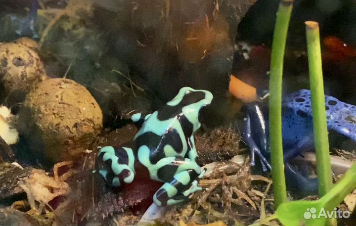 Лягушки с террариумом