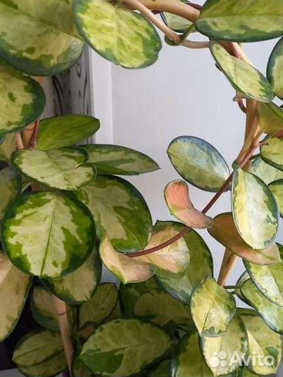 Хойя аустралис лиза