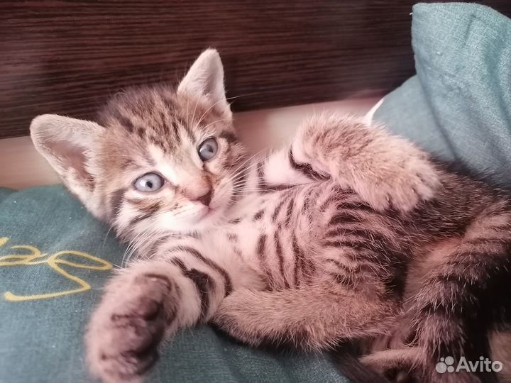 Отдам в добрые руки