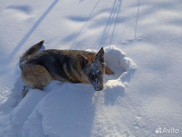 Немецкая овчарка кобель вязка