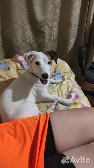 Джек Рассел терьер