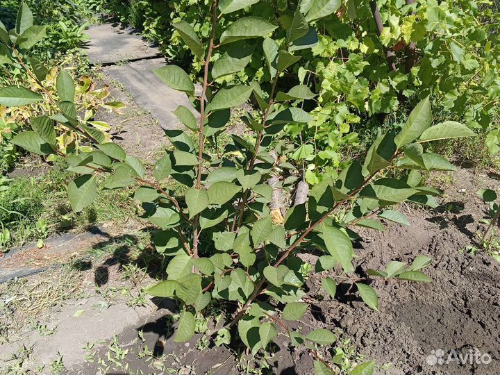 Саженцы вишни 