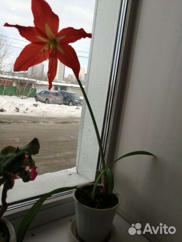 Комнатные растения