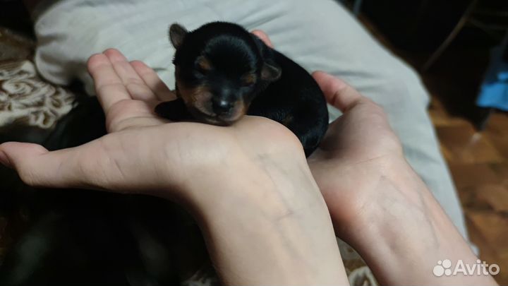 Собаки щенки
