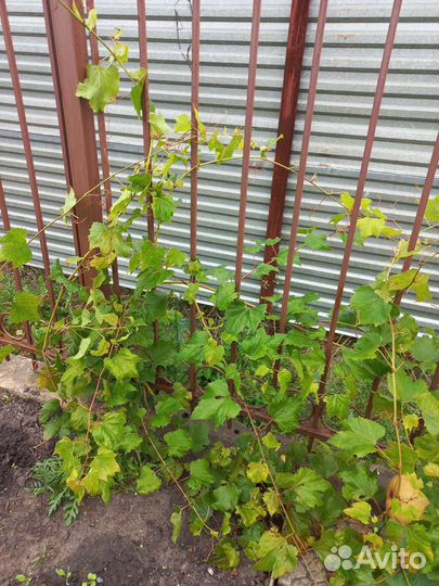 Виноград Изабелла