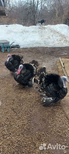 Инкубационное яйцо индейки