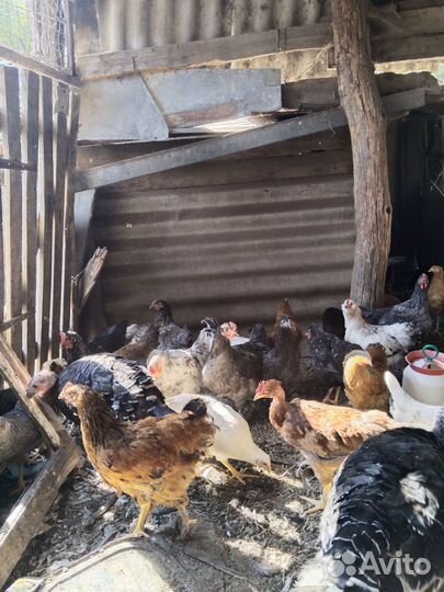 Куры молодки