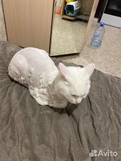 Кот в добрые руки бесплатно