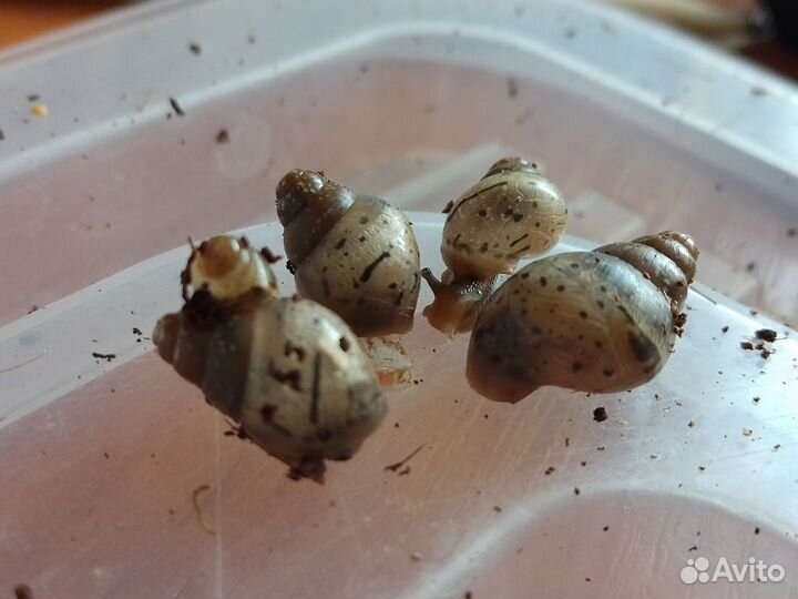 Улитята ахатины