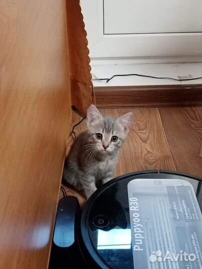 Кошка и котята в добрые руки