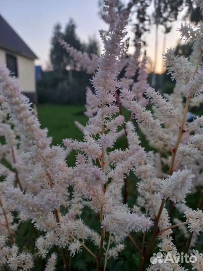 Астильба 4 вида