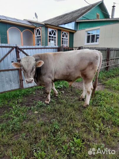 Костромской бычок