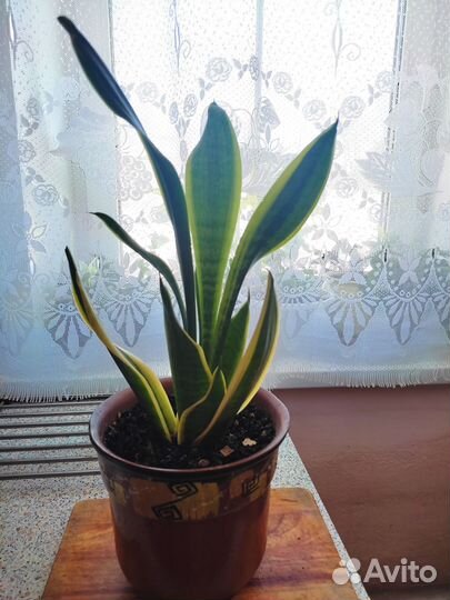 Продаю цветы