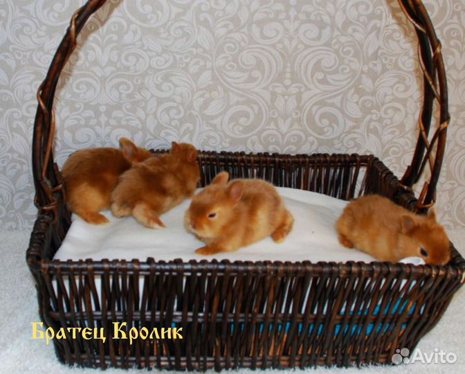 Чистопородные сатиновые Карликовые кролики
