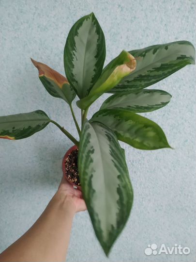 Аглаонема Сильвер Бей