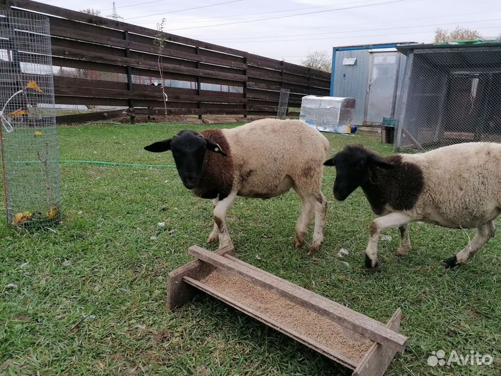 Баран дорпер